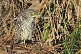 Black-crowned Night-Heron